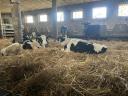 Eladó 8 db holstein-fríz bika borjú