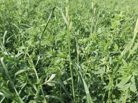 Szuper Trió vetőmagkeverék Szuper Trió vetőmagkeverék