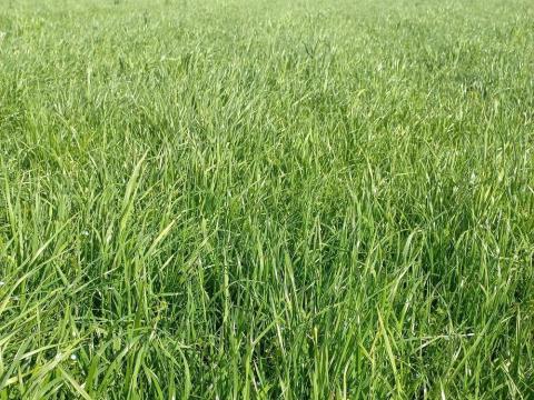 Száraz ideiglenes gyep vetőmagkeverék Száraz ideiglenes gyep vetőmagkeverék