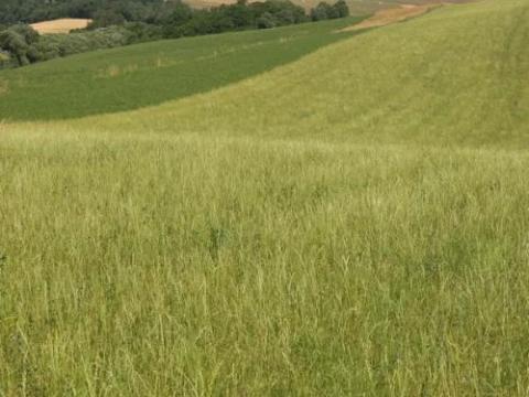 Dombvidéki legelő vetőmagkeverék Dombvidéki legelő vetőmagkeverék