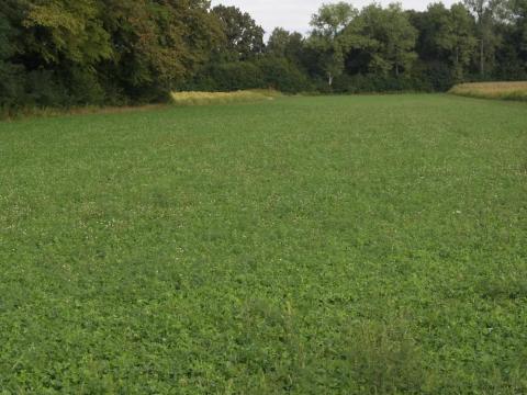 Pillangókisasszony vetőmagkeverék Pillangókisasszony vetőmagkeverék