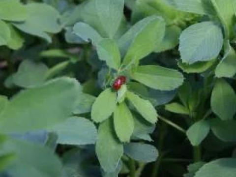 Lucerna kezeletlen "BÁNÁT" fajta,  25 kg