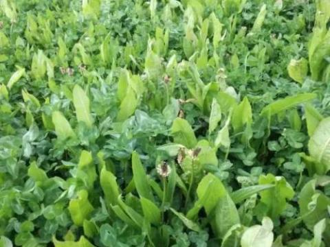 Lándzsás útifű vetőmag, 25 kg-os kiszerelésben Lándzsás útifű vetőmag, 25 kg-os kiszerelésben