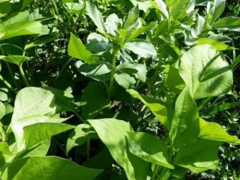 Homoki bab vetőmag Homoki bab vetőmag