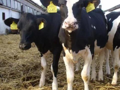 Alicok Plus takarmánykiegészítő borjak számára Alicok Plus takarmánykiegészítő borjak számára