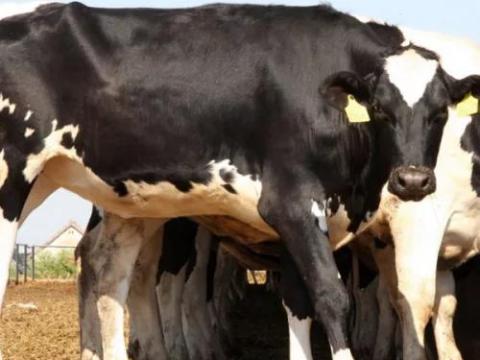 Alicrois Plus takarmánykiegészítő tenyészüszők számára Alicrois Plus takarmánykiegészítő tenyészüszők számára