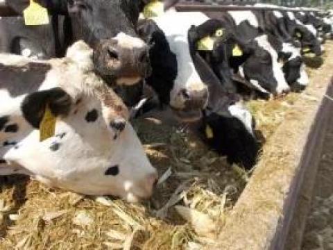 Lactodiet Plus takarmánykiegészítő tejelő és húshasznú tehenek számára Lactodiet Plus takarmánykiegészítő tejelő és húshasznú tehenek számára