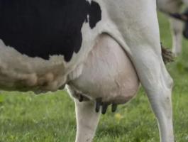 TariDiet apasztószer tejelő tehenek,  juhok,  kecskék,  kocák számára