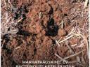 Bacteriolit koncentrátum trágyakezelő és komposztálást gyorsító szer