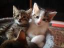 Maine Coon jellegű kiscicák