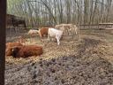 Eladó limousin és charolais borjak