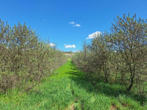 Eladó 6 hektár mezőgazdasági terület Pest megyében, Kókán Eladó 6 hektár mezőgazdasági terület Pest megyében, Kókán