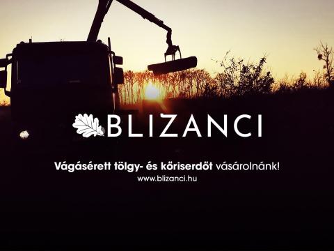 A BLIZANCI Kft. vágásérett tölgy- és kőriserdőt vásárolna A BLIZANCI Kft. vágásérett tölgy- és kőriserdőt vásárolna