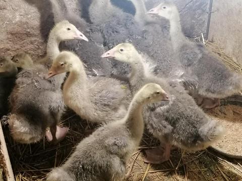 Kisliba eladó Kisliba eladó