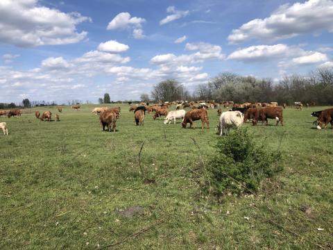 Gulyás munka Pest megyében