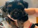 Bichon Havanese jellegű kiskutyák
