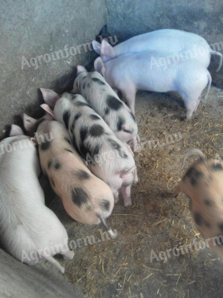 9 hetes malacok eladók
