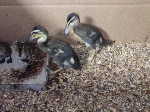 Indiai csigaevő futókacsa eladó Érden