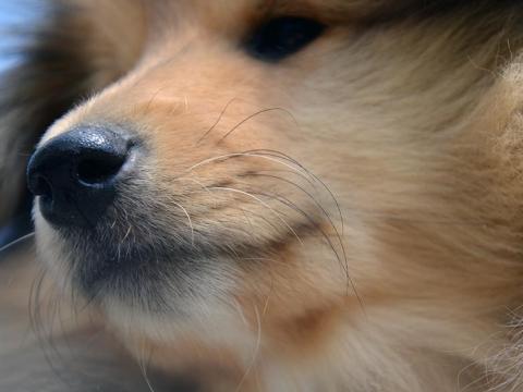 Kiskutya eladó Kiskutya eladó