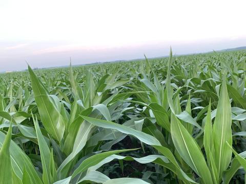 Szántóföldet bérelnék magas bérleti díjért