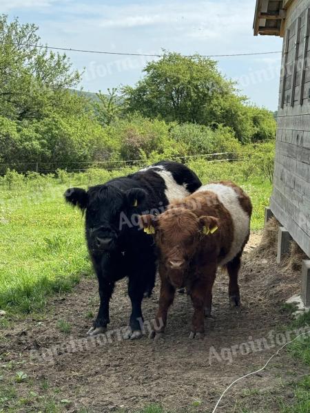 Galloway tehén és bikaborjú eladó