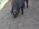 Duroc kan eladó