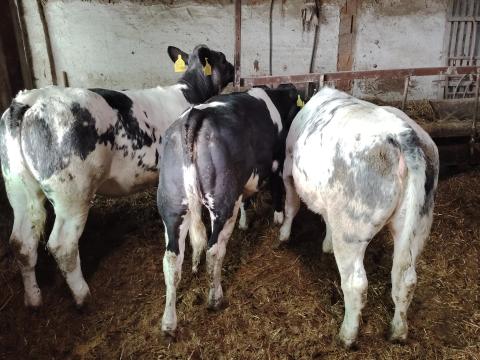 Hf x kékbelga Hf x kékbelga