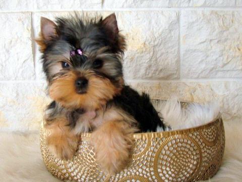 Törzskönyves,  minőségi Yorkshire terrier kölykök eladók Törzskönyves,  minőségi Yorkshire terrier kölykök eladók