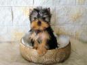 Törzskönyves,  minőségi Yorkshire terrier kölykök eladók