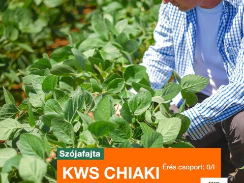 KWS CHIAKI (0 éréscsoport) szója vetőmag
