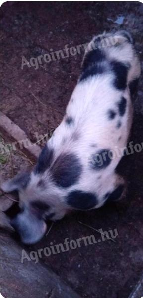 Eladó fiatal kan disznó