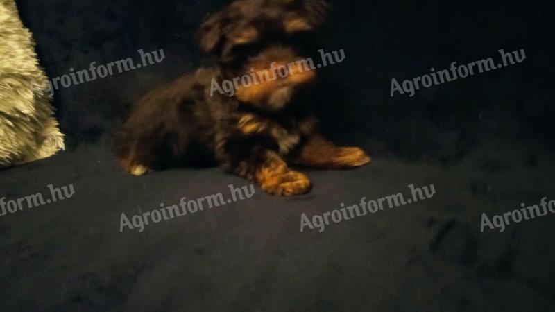 Yorkshire terrier jellegű kiskutyák csokiszínben