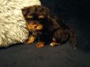 Yorkshire terrier jellegű kiskutyák csokiszínben