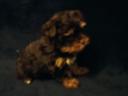 Yorkshire terrier jellegű kiskutyák csokiszínben