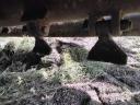 Kuhn 280cmes kalapácsos szárzuzó ésomarv 260cmes kalapácsos szárzuzó