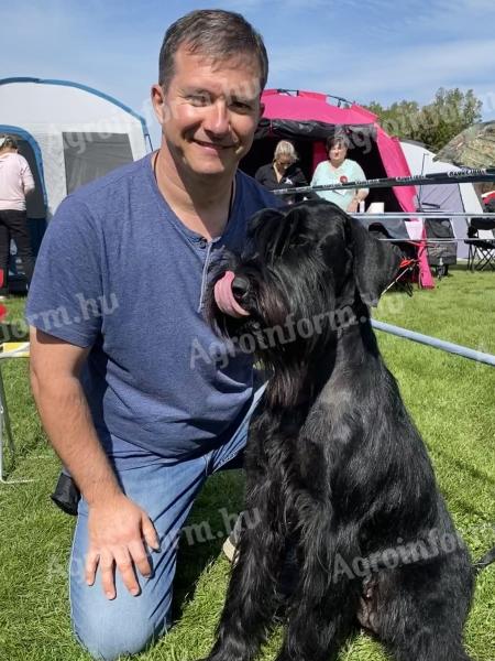 Fekete óriás schnauzer kölyök