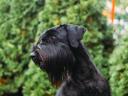 Fekete óriás schnauzer kölyök