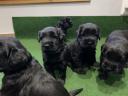 Fekete óriás schnauzer kölyök