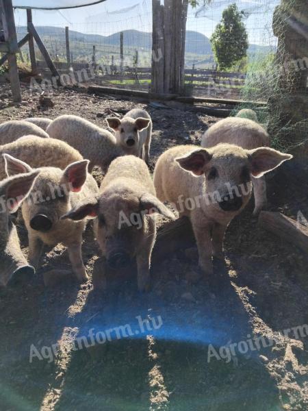 Mangalica malac
