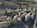 Mangalica malac