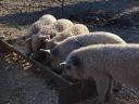 Mangalica malac