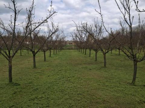 Gyümölcsös eladó Mezőhegyesen, kiváló minőségű c235 magyar kajszi Gyümölcsös eladó Mezőhegyesen, kiváló minőségű c235 magyar kajszi