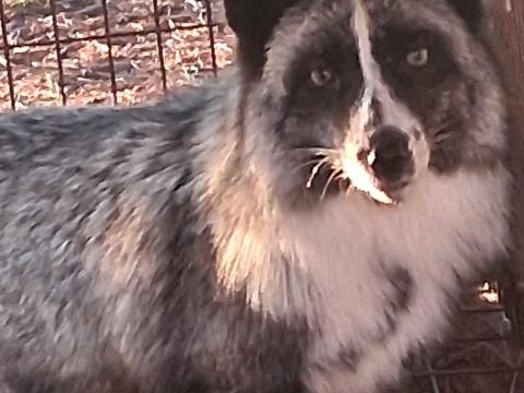 Farm róka kölykök kaphatók Farm róka kölykök kaphatók