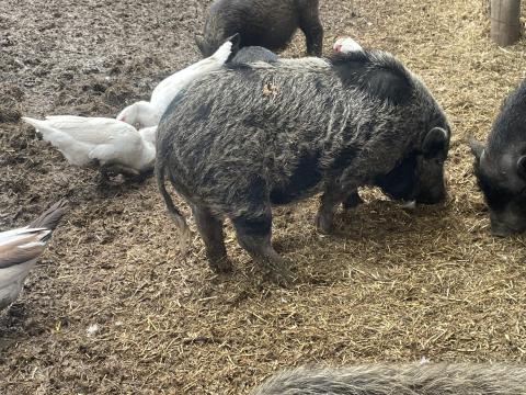 Vietnámi kan és malacok Vietnámi kan és malacok