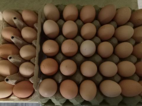 Eladó brámatojások keltetésre Eladó brámatojások keltetésre