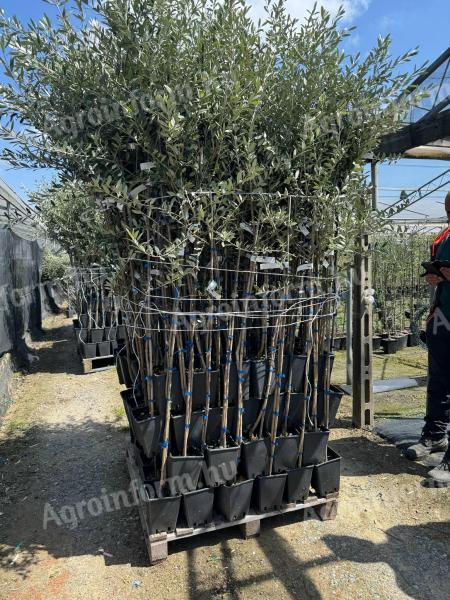 Olíva fa és kiwi csemete eladó