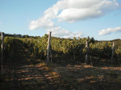 Eladó Legyesbénye Hasznos Dűlőben 2 db gondozott szőlőterület Eladó Legyesbénye Hasznos Dűlőben 2 db gondozott szőlőterület