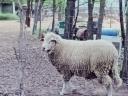 Merino kos