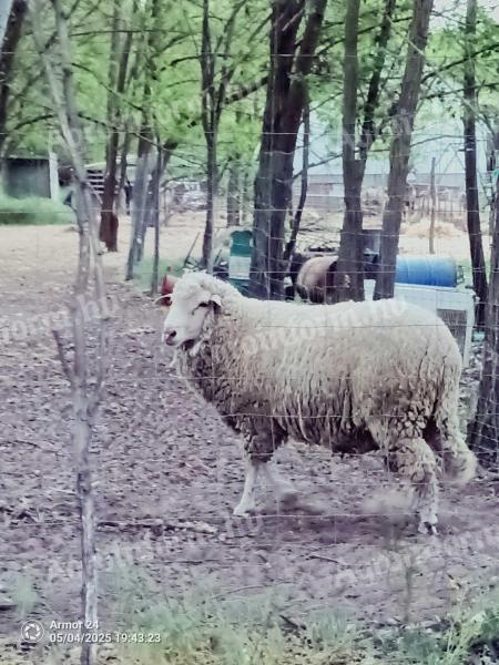 Merino kos
