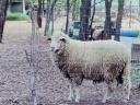 Merino kos